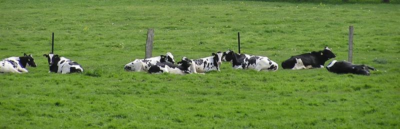 Bild vergrößern: Rinder auf der Weide      